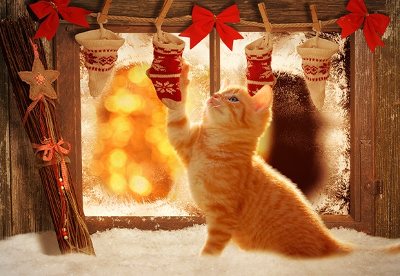 Weihnachtsgeschenke für Vierbeiner