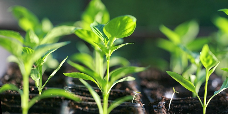 Mehrere hellgrüne und zarte Keimlinge wachsen nach oben. Nahaufnahme.