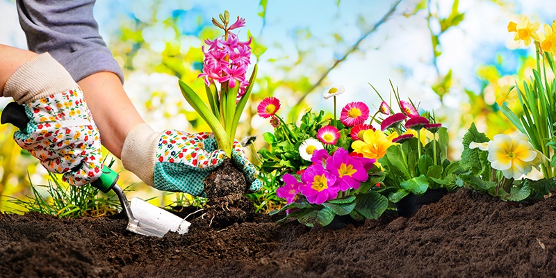 Sehr knallige Kulturpflanzen wachsen in Erde, links gräbt eine Frau mit bunten Gartenhandschuhen eine Blume aus.