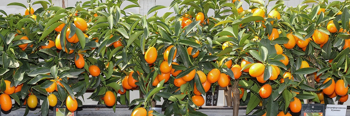 Mehrere Orangenpflanzen wachsen in Kübeln vor einem alten weißen Holzgeländer. Es hängen viele Orangen daran.