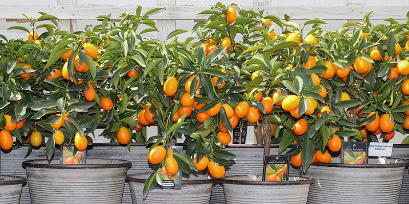 Mehrere Orangenpflanzen wachsen in Kübeln vor einem alten weißen Holzgeländer. Es hängen viele Orangen daran.