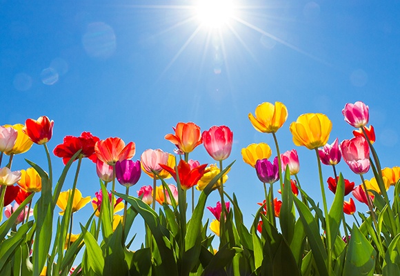 Viele Tulpen in Rot, Rosa, Gelb und Lila richten sich zum blauen Himmel und Sonnenschein.