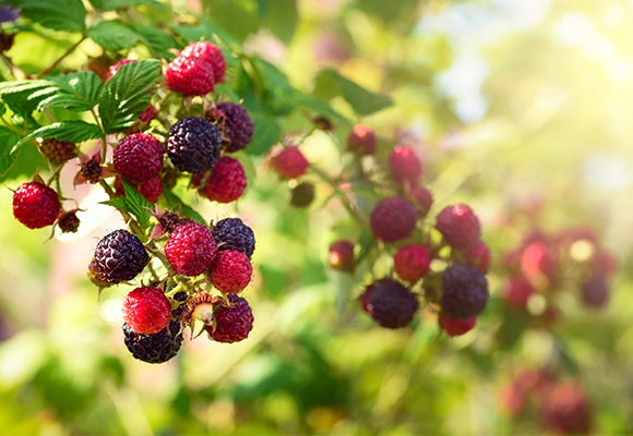 Helle und dunkle Himbeeren wachsen im Grünen bei Sonnenschein.