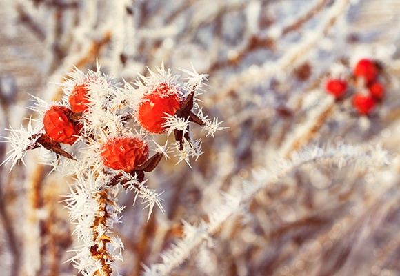 Eine von der Sonne gestreichelte Hagebutte, die mit großen Eiskristallen versehen ist.