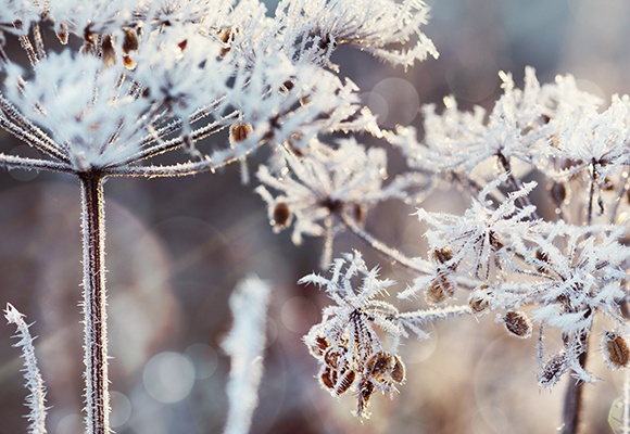 An einer Pflanze sind viele kleine Eiskristalle, es ist Winter.