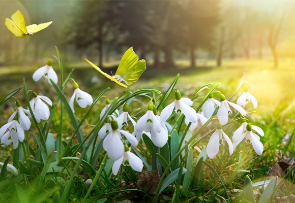 Links auf einem großen Rasen stehen mehrere Schneeglöckchen, die ein gelber Schmetterling ansteuert.