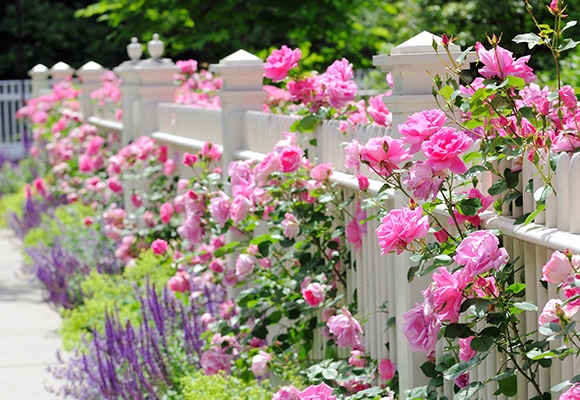 Viele rosa Blumen ranken sich um einen edlen weißen Gartenzaun.