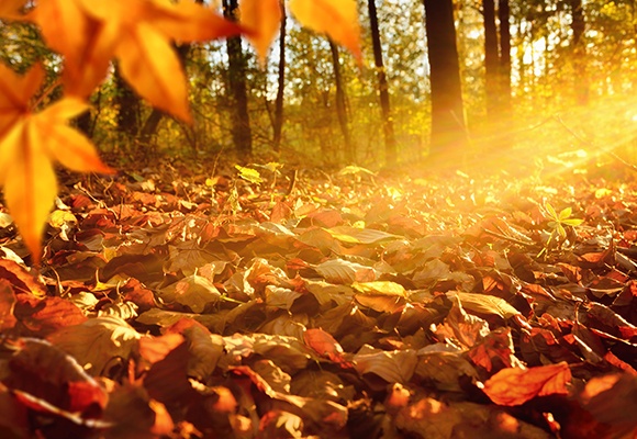 Ein Kastanienblatt verdeckt die linke Seite. Im Hintergrund ist ein herbstlich anmutender Wald in orangem Licht.