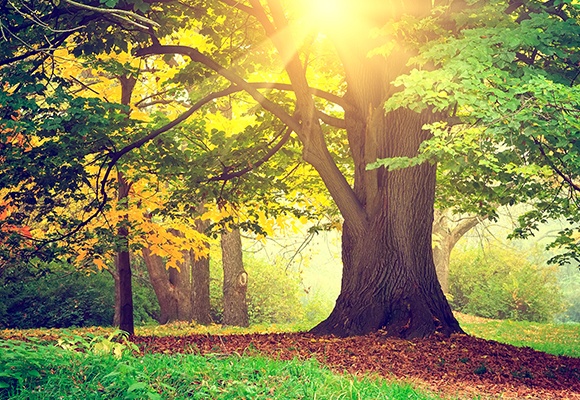 Ein Baum mit grünen Blättern steht vor weiteren Bäumen, die bereits gelbe und orange Blätter bekommen.