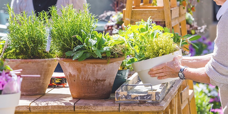 Verschiedene Kräuter sind in stabilen und großen Tontöpfen eingepflanzt.