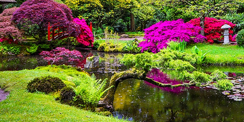 Ein großer Teich mit Seerosen wird von pinken und roten Sträuchern umrandet. Der Garten ist sehr gepflegt und doch natürlich.