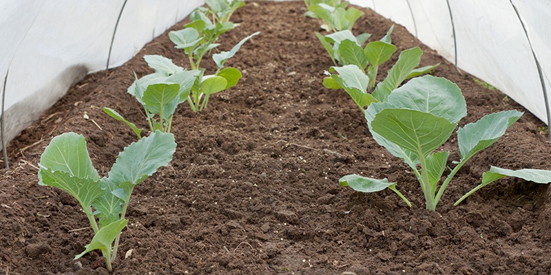 Unter einer großen Plane wachsen grüne blättrige Pflanzen, sie werden vor der Kälte geschützt.