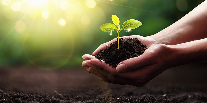 Zwei Hände formen eine Kuhle in der Erde liegt. Aus dieser Erde wächst ein Keimling. Der Hintergrund ist grün. 
