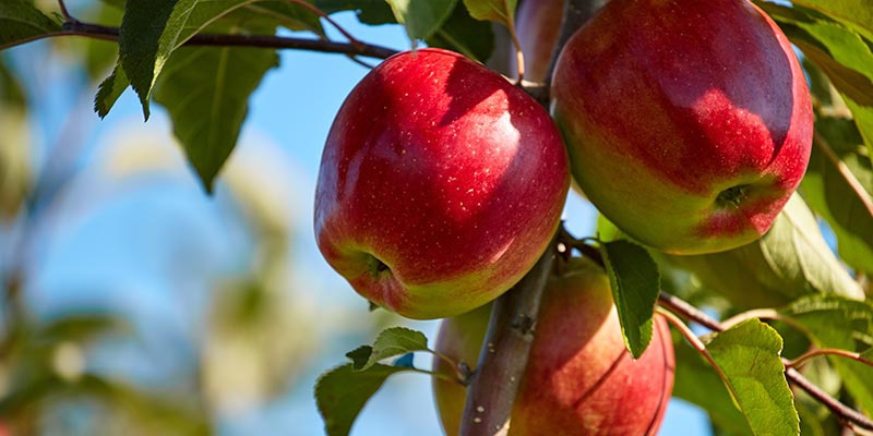 Drei rote knackige Äpfel Hängen an einem Zweig eines Apfelbaumes.