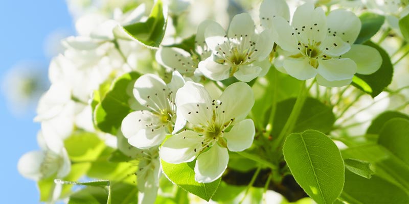 Blüten eines Marillenbaumes in zartem weiß, der Himmel leuchtet blau.