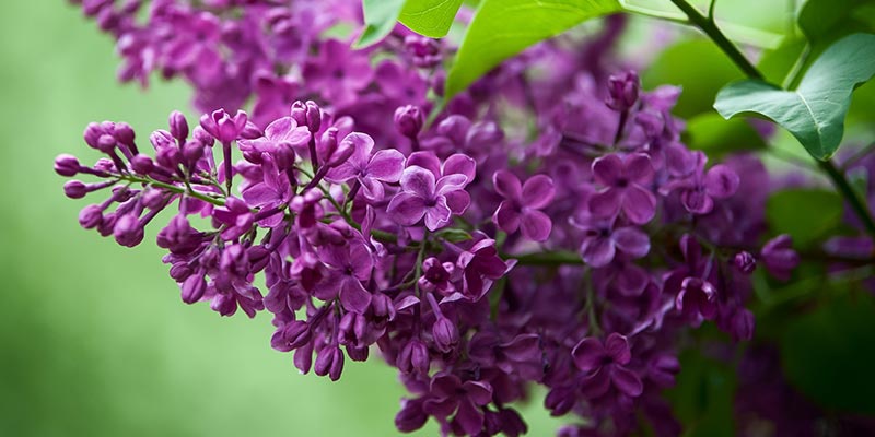 Die Blüte eines lila Flieders, der Hintergrund ist grün.