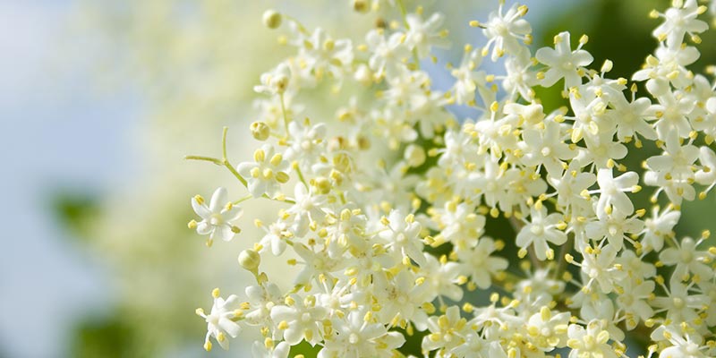 Ein Teil eines weißen Holunders, im Hintergrund ist ein weiterer verschwommener Holunder.