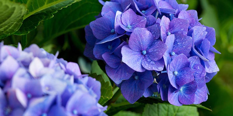 Blüten einer lila Hortensie mit einem bläulichen Schimmer.