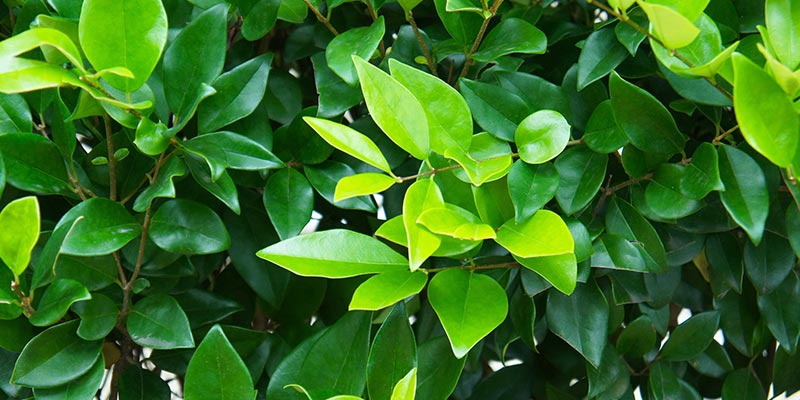Ein Ausschnitt einer Laubhecke mit zarten grünen Blättchen.