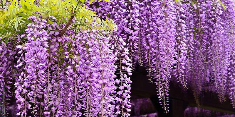 Mehrere Blütenschweife des Blauregens in einer zarten rosa Farbgebung.