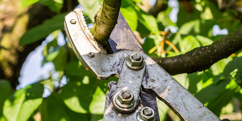 Eine große Astschere wird an einen breiten Ast angesetzt und ist kurz davor, diesen abzuknipsen.