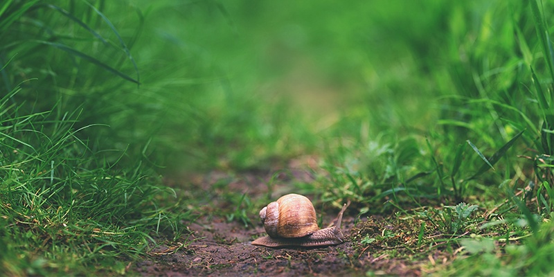 Eine braune Schnecke mit Schneckenhaus kriecht über Erde, links und rechts von ihr wächst hohes Gras.