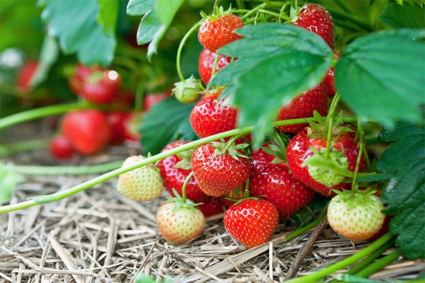 Mehrere Erdbeerpflanzen, an denen saftige rote aber auch grüne Erdbeeren wachsen.