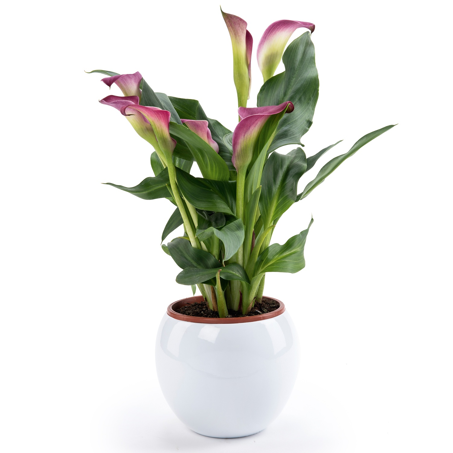 Blühpflanze, Kugeltopf, Calla