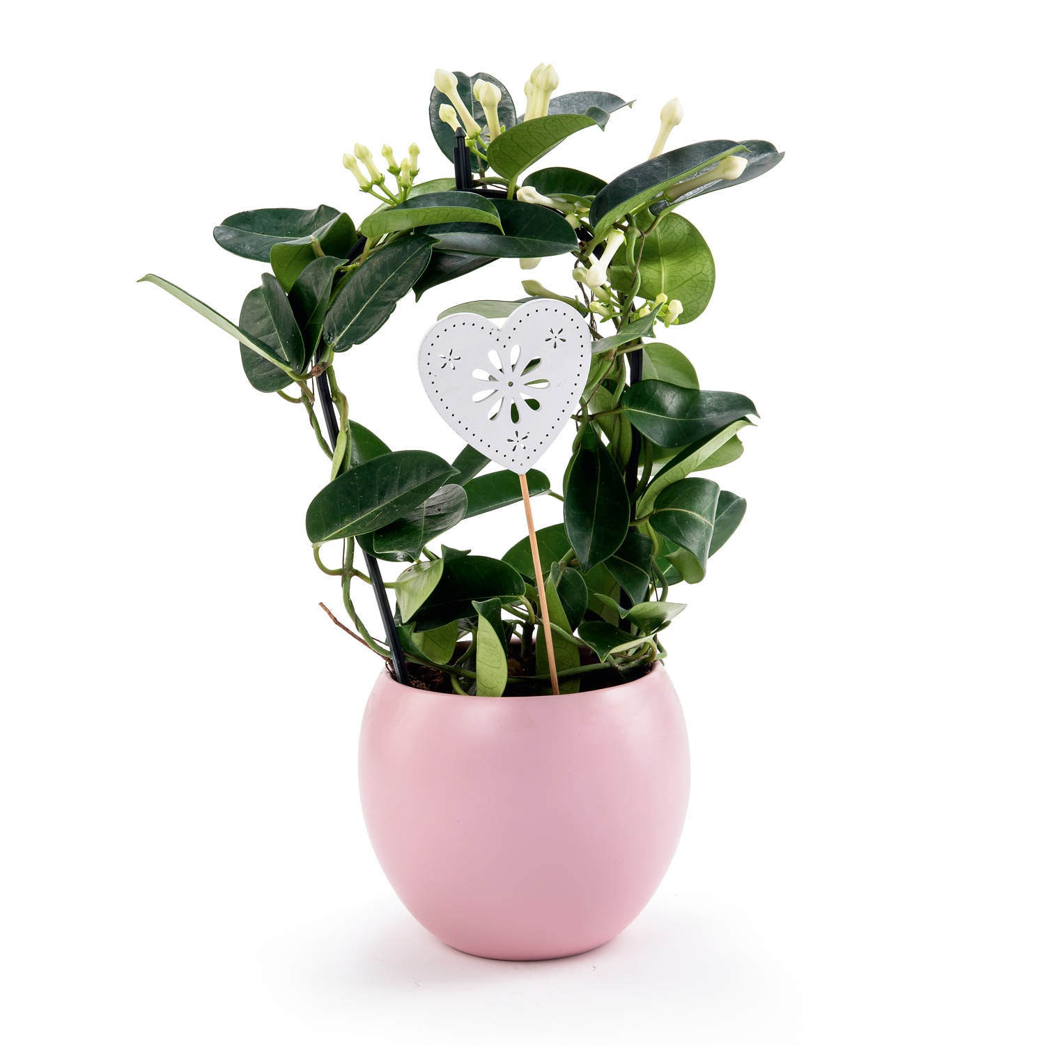 Blühpflanze, Kugeltopf, Stephanotis