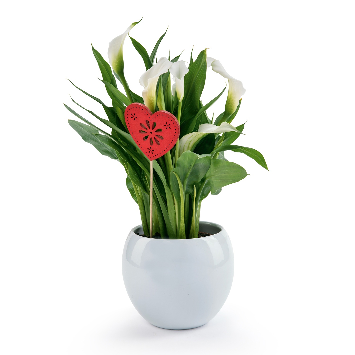 Blühpflanze, Kugeltopf, Anthurium