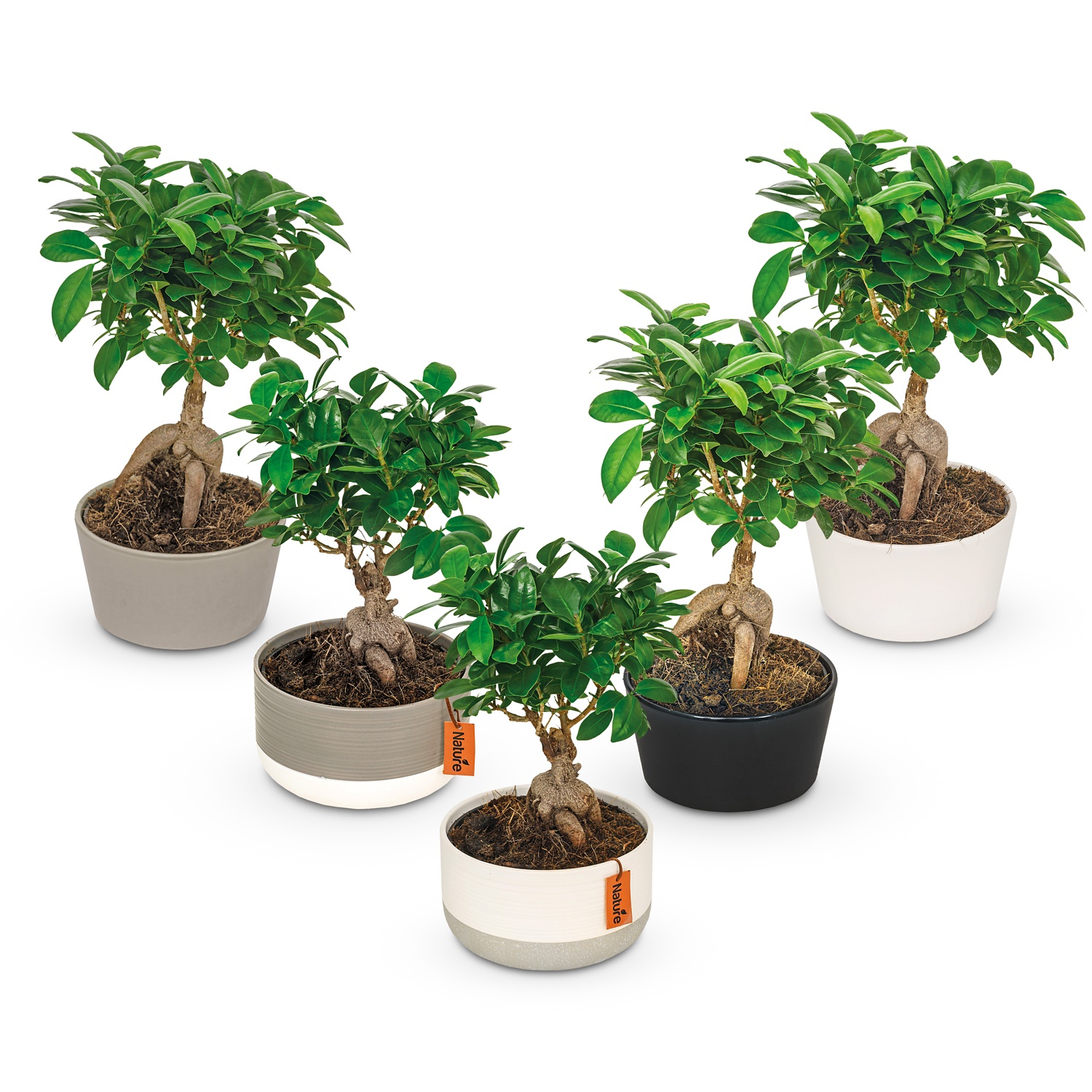 Bonsai