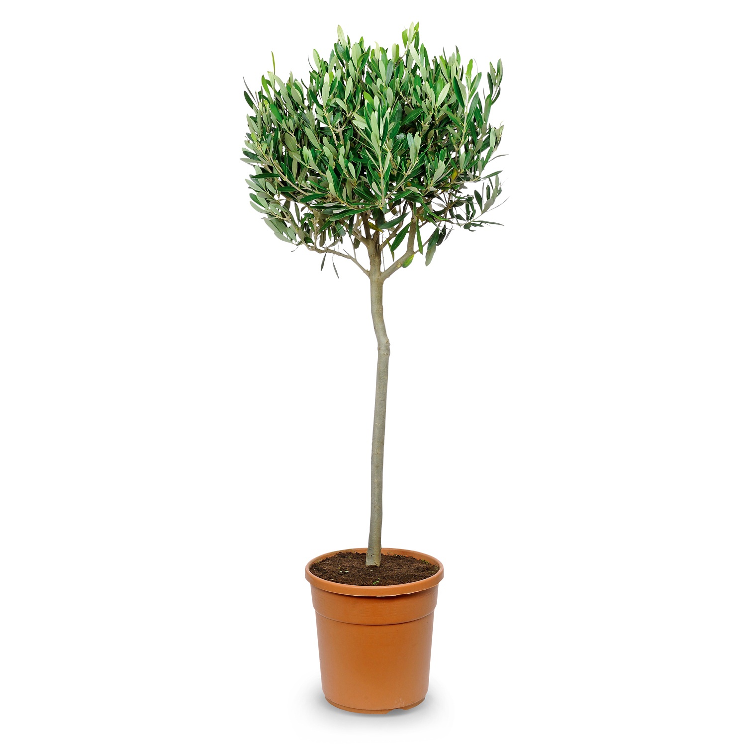 Mediterranes Stmmchen, Olive