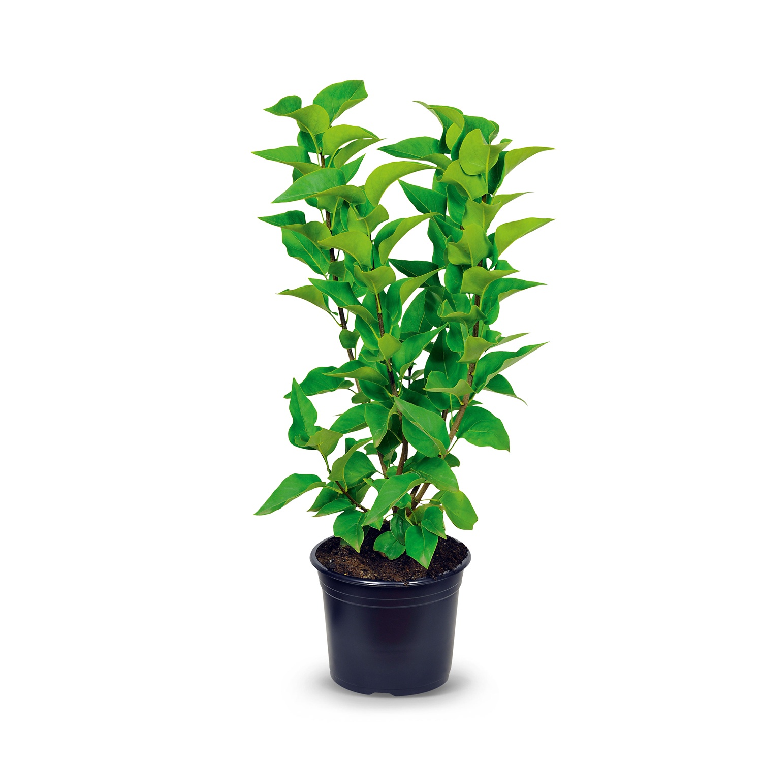 Gartenflieder, Lila