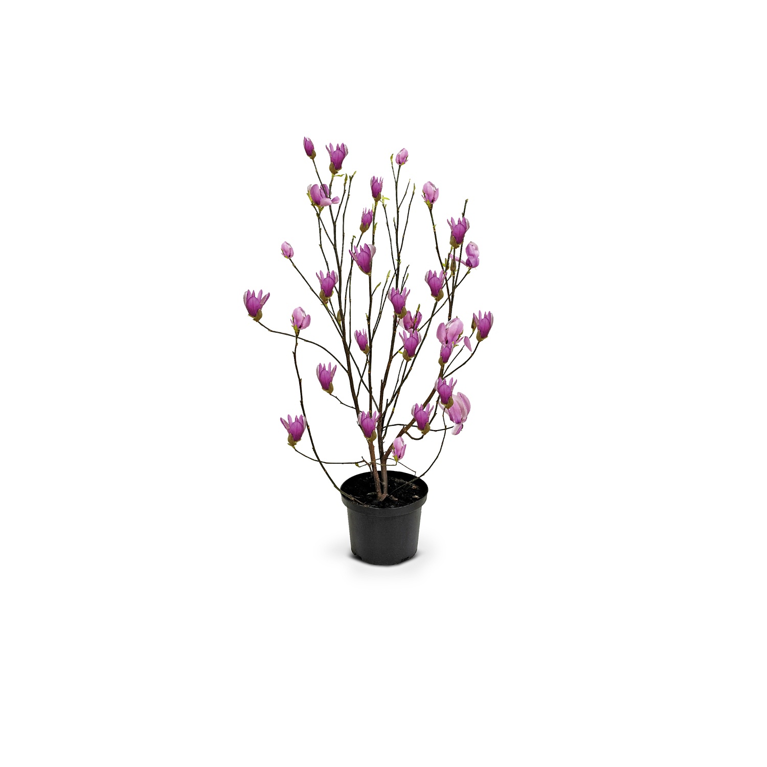 Magnolie, Susan