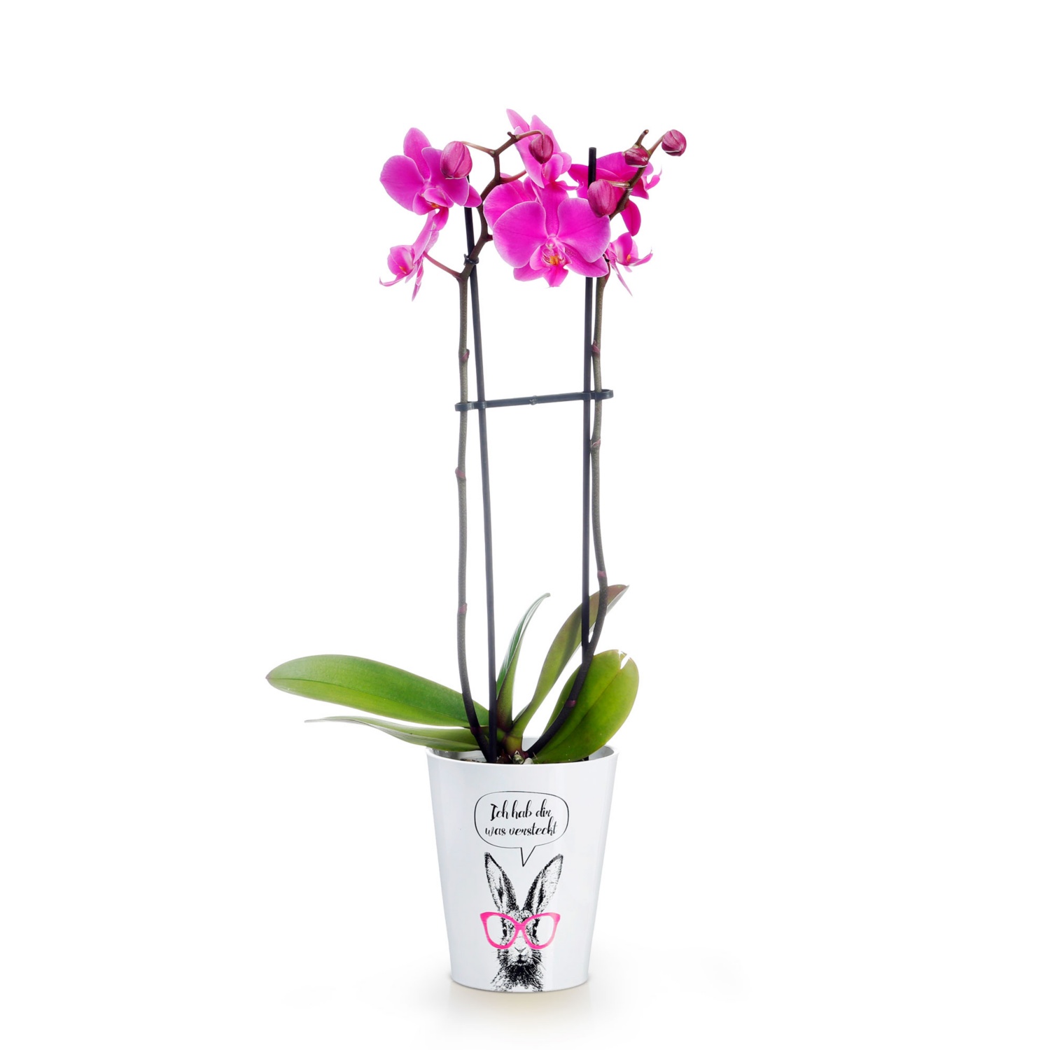 Orchidee, Motiv