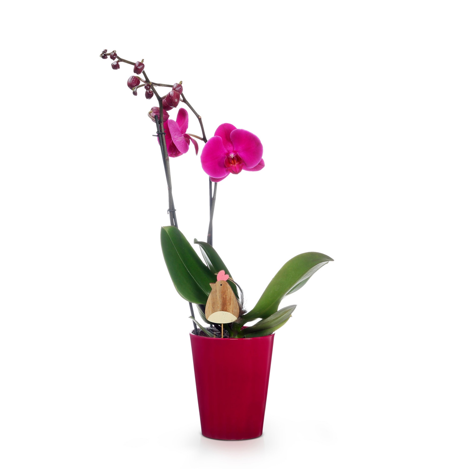 Orchidee, Einfarbig