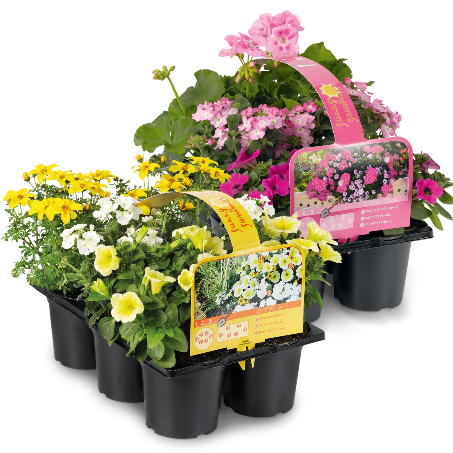Balkonblumen „Sunny Summer“