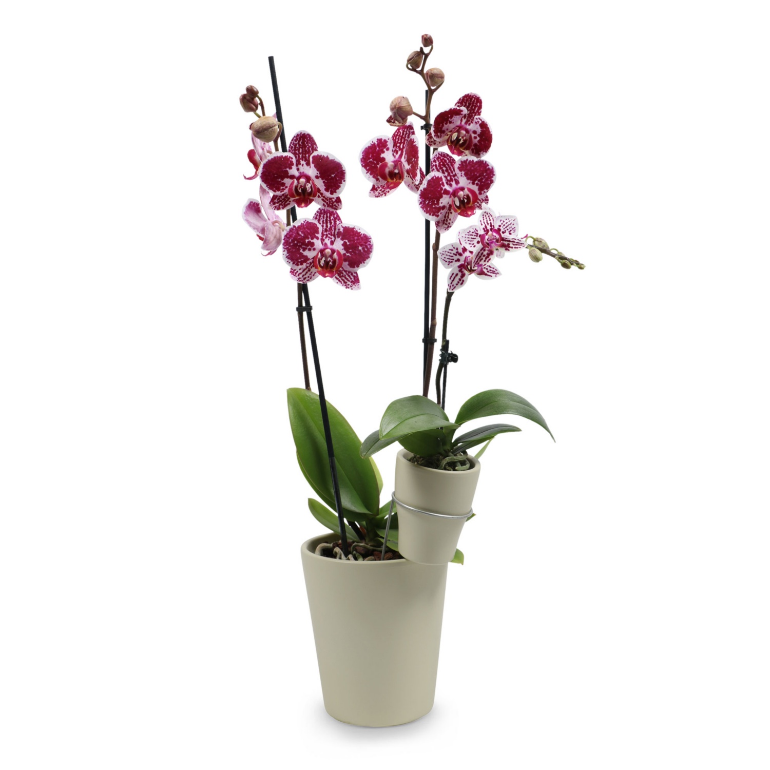 Duo-Orchidee, Kaki, Matt