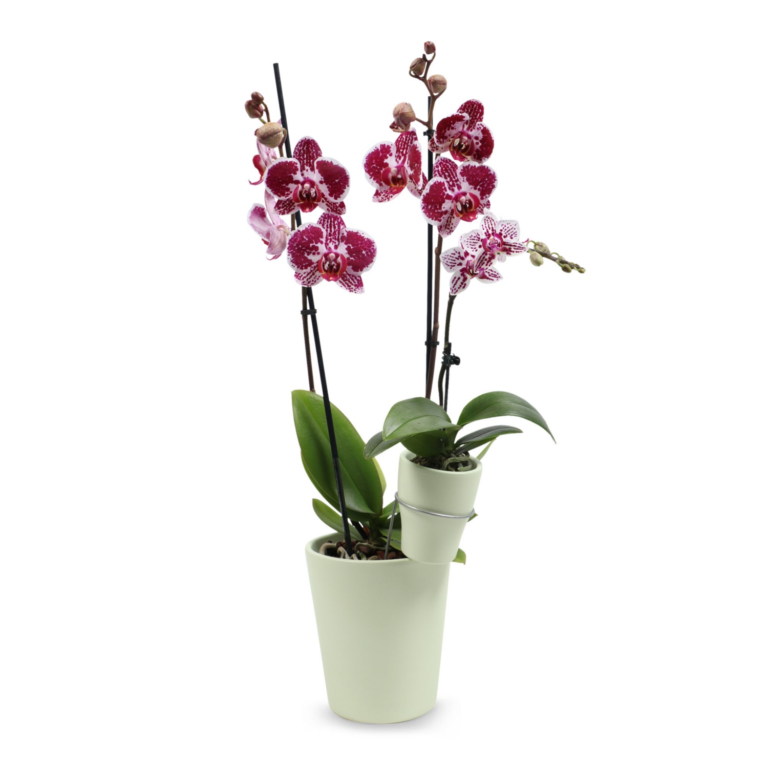 Duo-Orchidee, Light Green, Matt