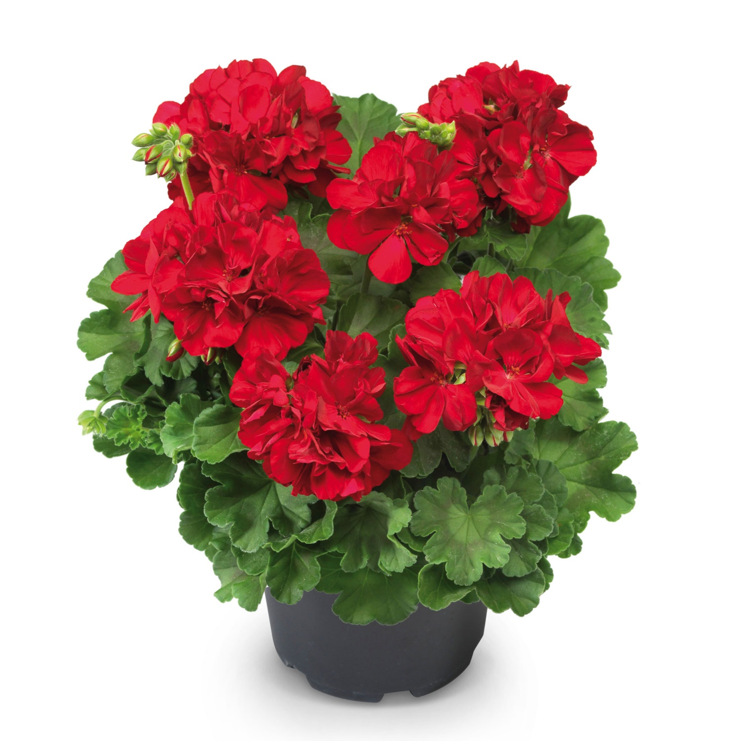 Pelargonie Sondersorte HOFER