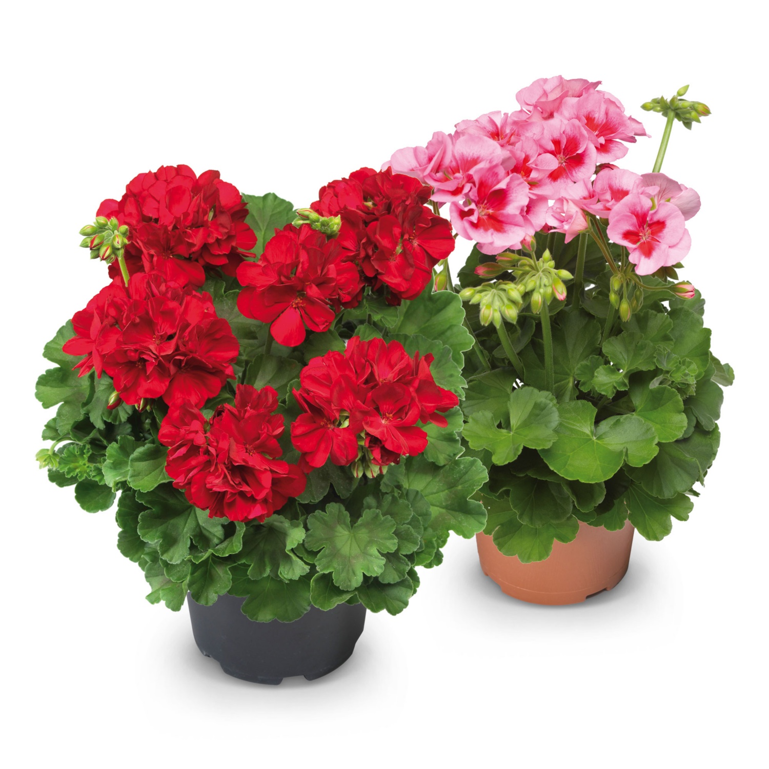 Pelargonie Sondersorte HOFER
