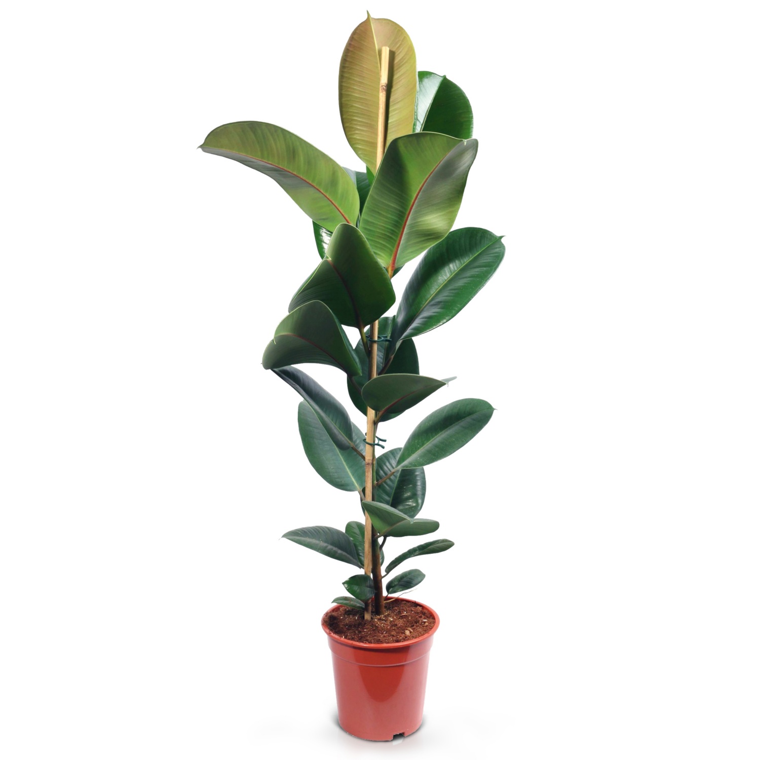 Solitärpflanze, Dracaena