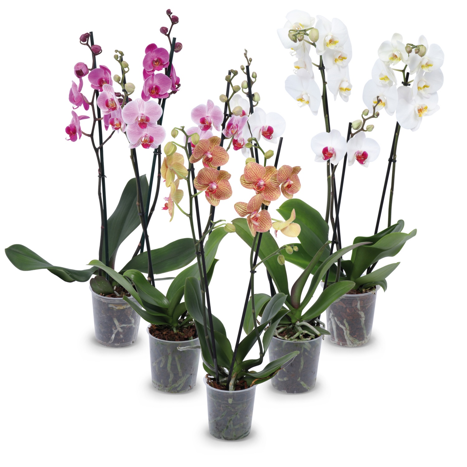 Orchidee