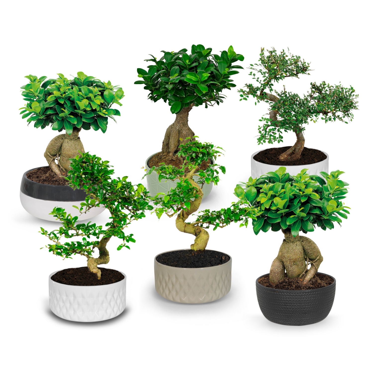 Bonsai