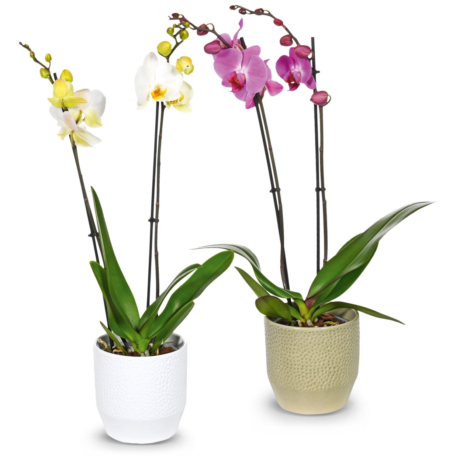 Orchidee