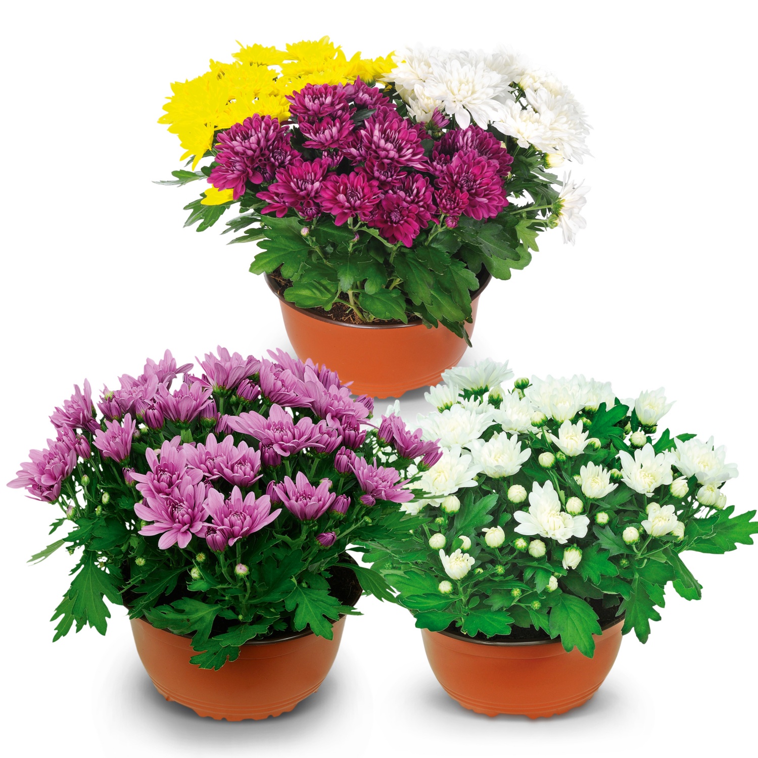 Sommerchrysanthemen-Schale