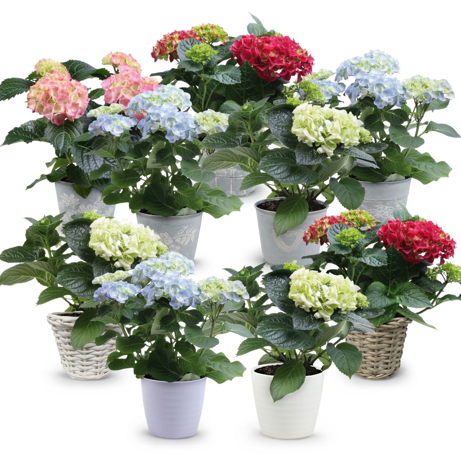 Hortensie im Übertopf