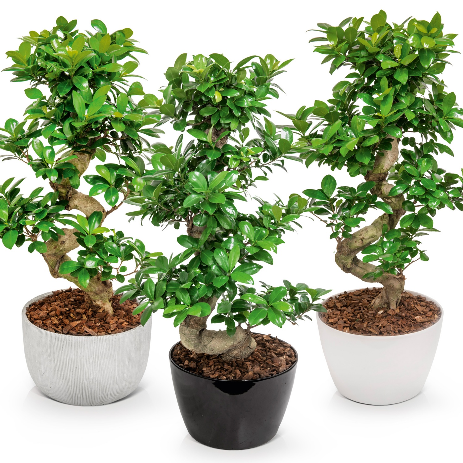 Riesen-Bonsai