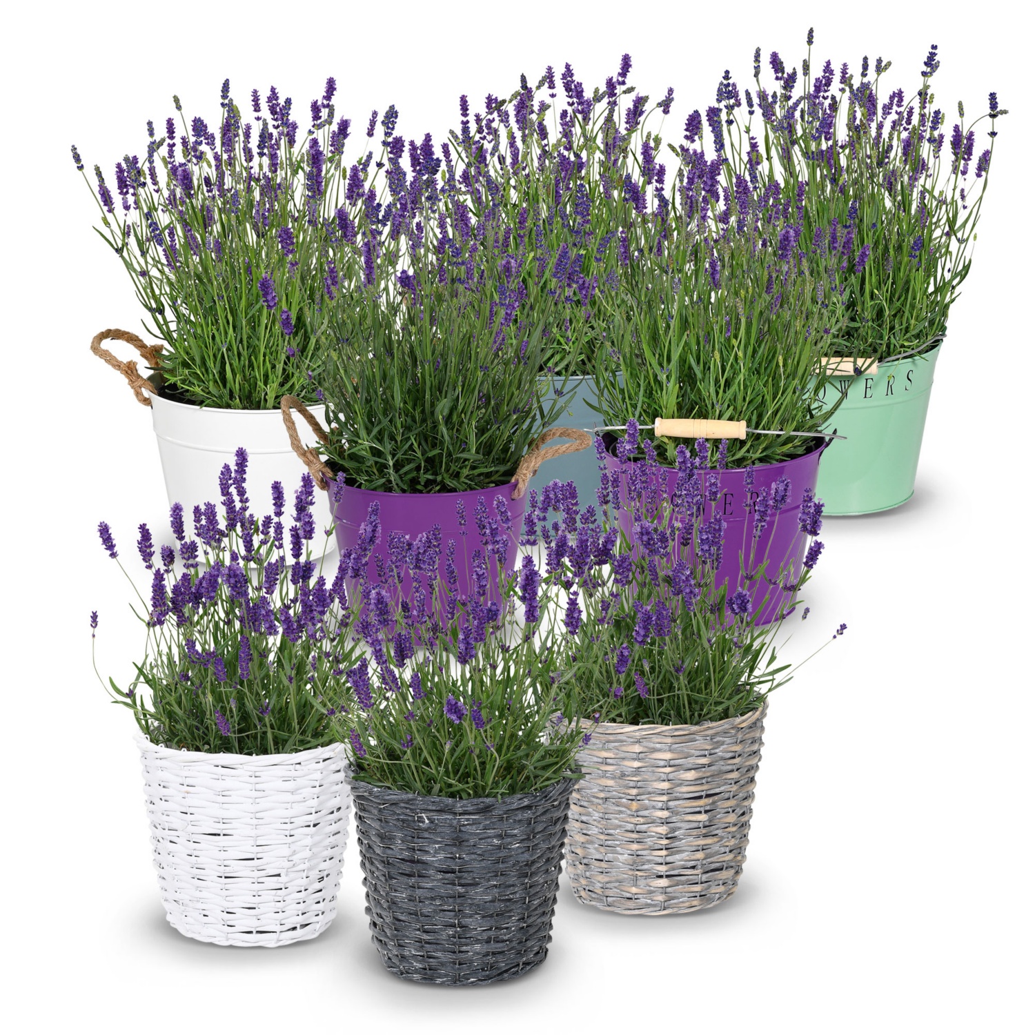 Lavendel XL