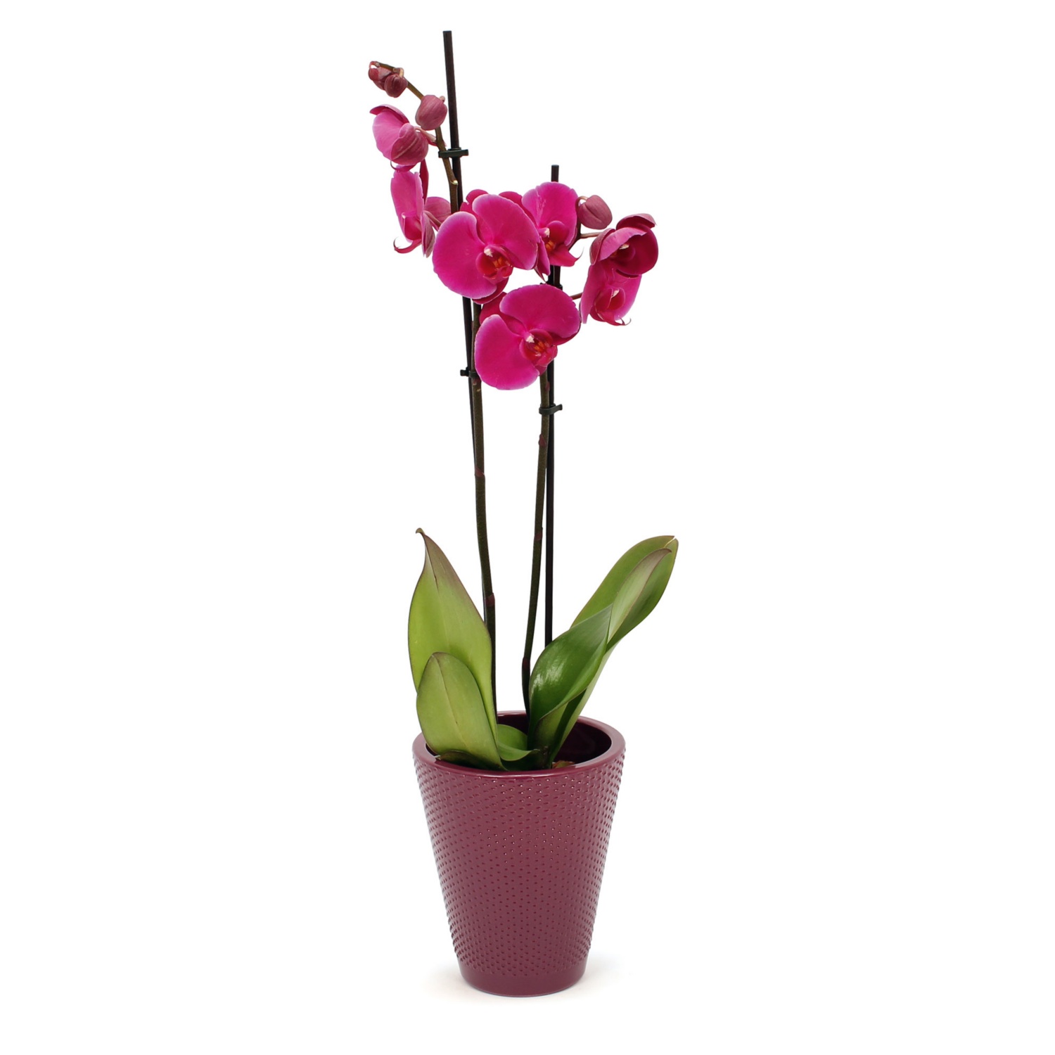Orchidee in Keramik, Old Rose gloss